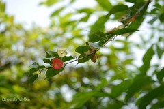 Holmskioldia sanguinea